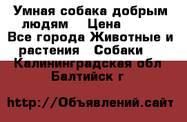 Умная собака добрым людям. › Цена ­ 100 - Все города Животные и растения » Собаки   . Калининградская обл.,Балтийск г.